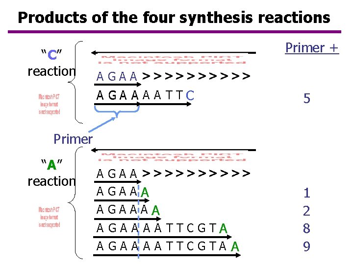 Products of the four synthesis reactions “C” reaction Primer + A G A A