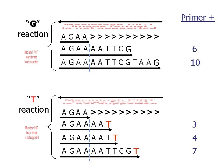 “G” reaction “T” reaction Primer + A G A A >>>>> A GA A