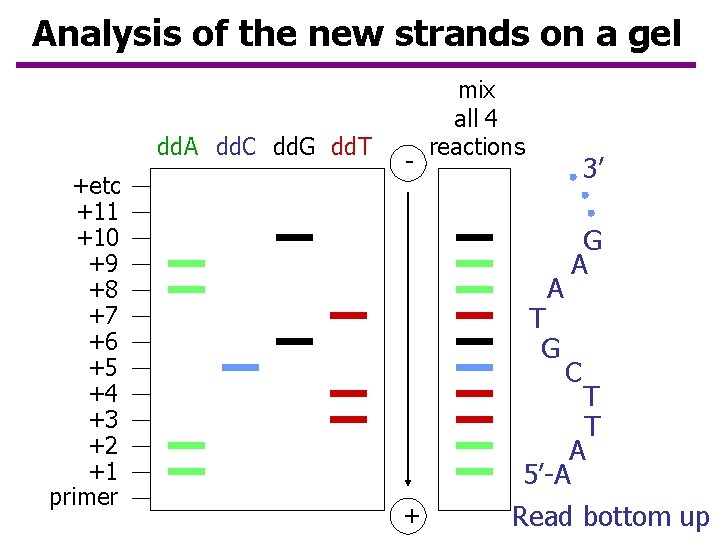 Analysis of the new strands on a gel dd. A dd. C dd. G