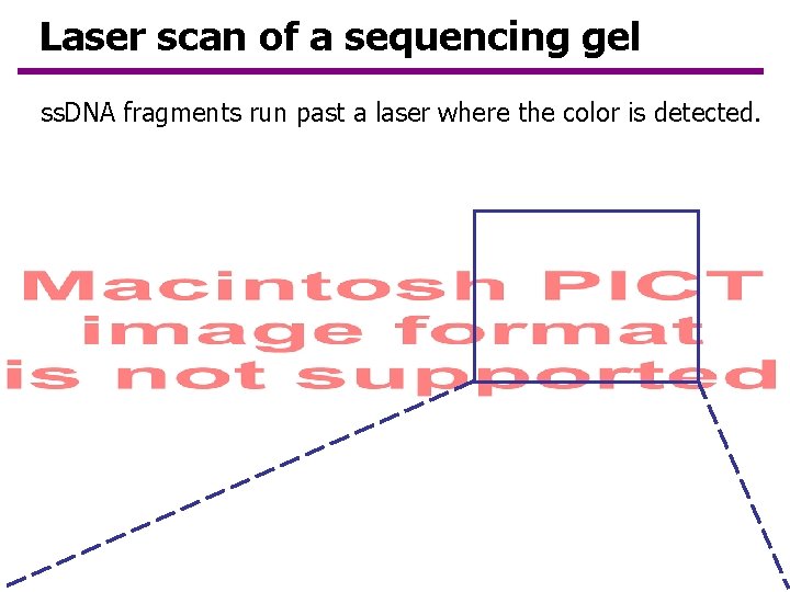 Laser scan of a sequencing gel ss. DNA fragments run past a laser where