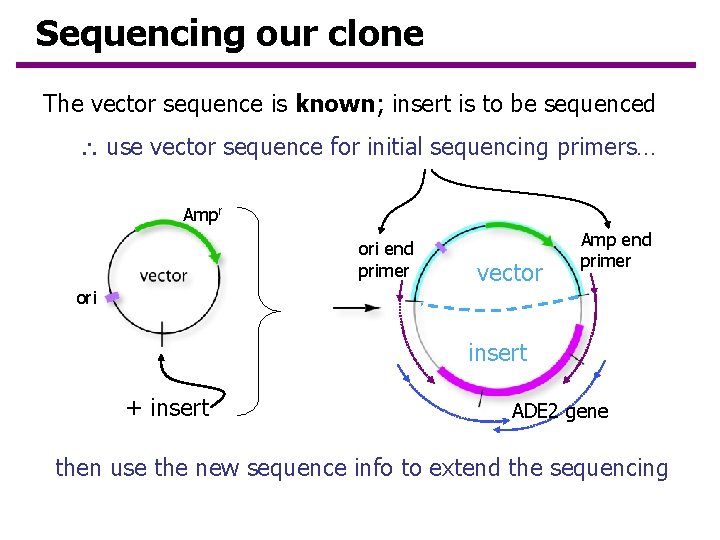 Sequencing our clone The vector sequence is known; insert is to be sequenced use