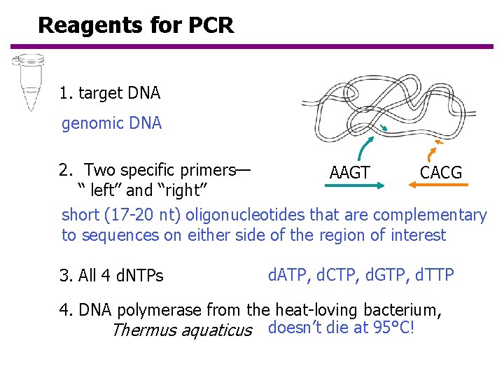 Reagents for PCR 1. target DNA genomic DNA 2. Two specific primers— AAGT CACG