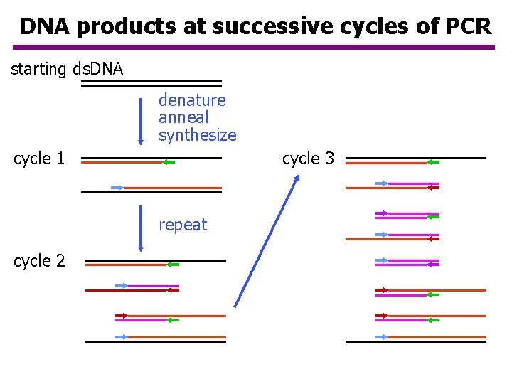 DNA products at successive cycles of PCR starting ds. DNA denature anneal synthesize cycle