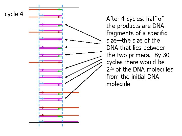 cycle 4 After 4 cycles, half of the products are DNA fragments of a