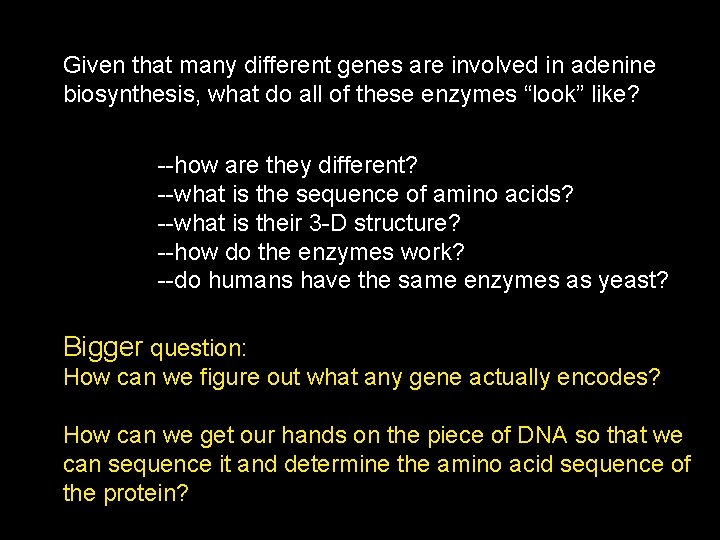 Given that many different genes are involved in adenine biosynthesis, what do all of