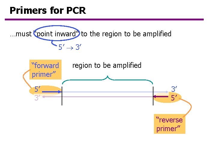 Primers for PCR …must “point inward” to the region to be amplified 5’ 3’