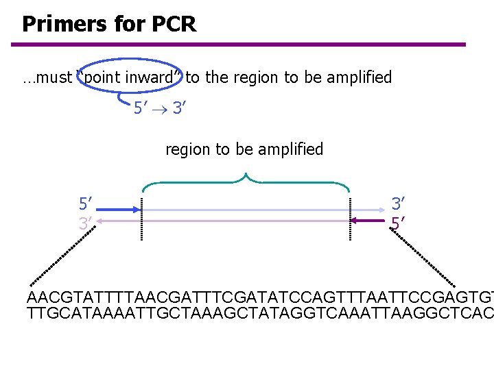 Primers for PCR …must “point inward” to the region to be amplified 5’ 3’