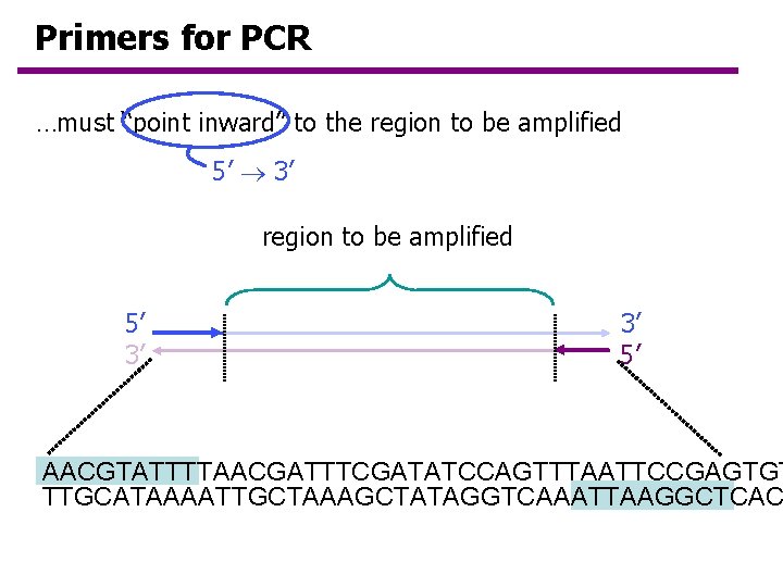 Primers for PCR …must “point inward” to the region to be amplified 5’ 3’