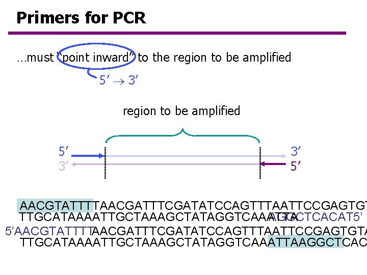 Primers for PCR …must “point inward” to the region to be amplified 5’ 3’