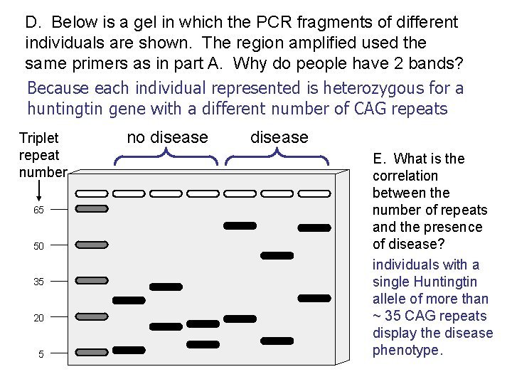 D. Below is a gel in which the PCR fragments of different individuals are