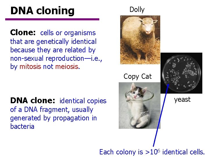 DNA cloning Dolly Clone: cells or organisms that are genetically identical because they are