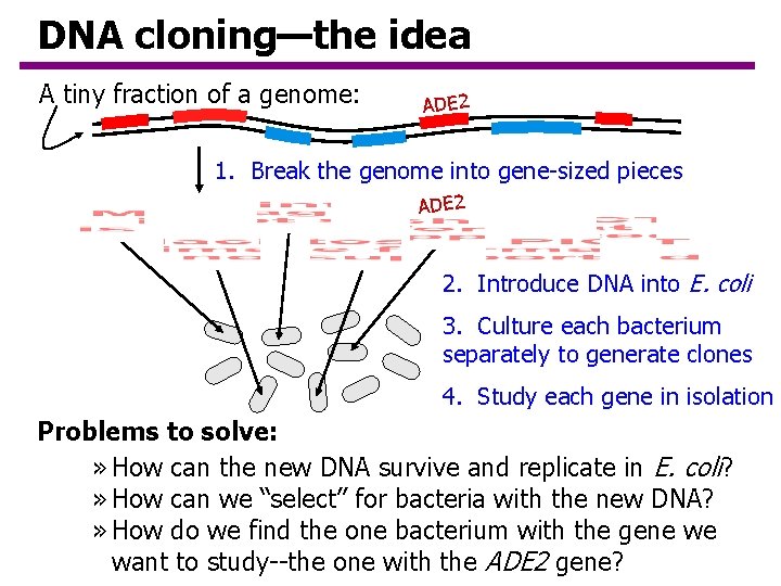 DNA cloning—the idea A tiny fraction of a genome: ADE 2 1. Break the