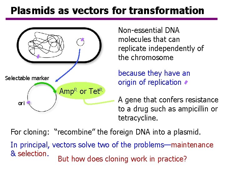 Plasmids as vectors for transformation Non-essential DNA molecules that can replicate independently of the