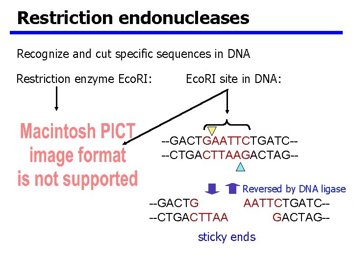 Restriction endonucleases Recognize and cut specific sequences in DNA Restriction enzyme Eco. RI: Eco.