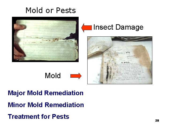 Mold or Pests Insect Damage Mold Major Mold Remediation Minor Mold Remediation Treatment for