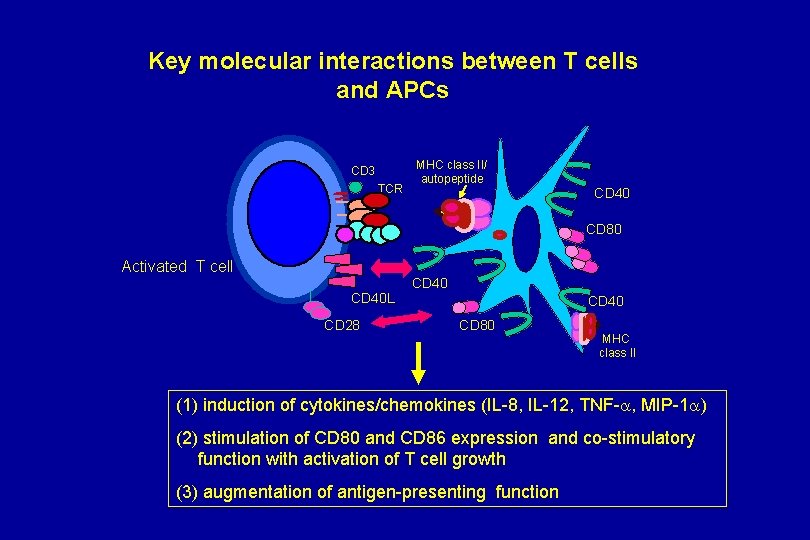 Key molecular interactions between T cells and APCs CD 3 TCR MHC class II/