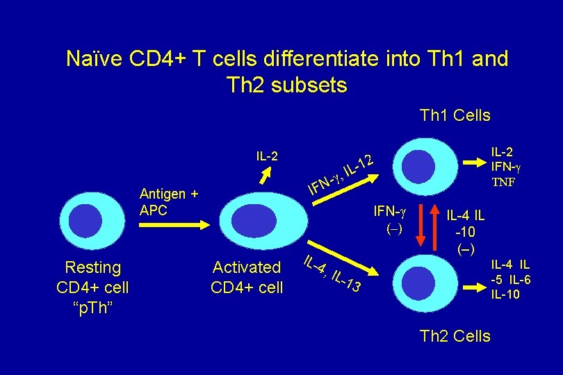 Naïve CD 4+ T cells differentiate into Th 1 and Th 2 subsets Th