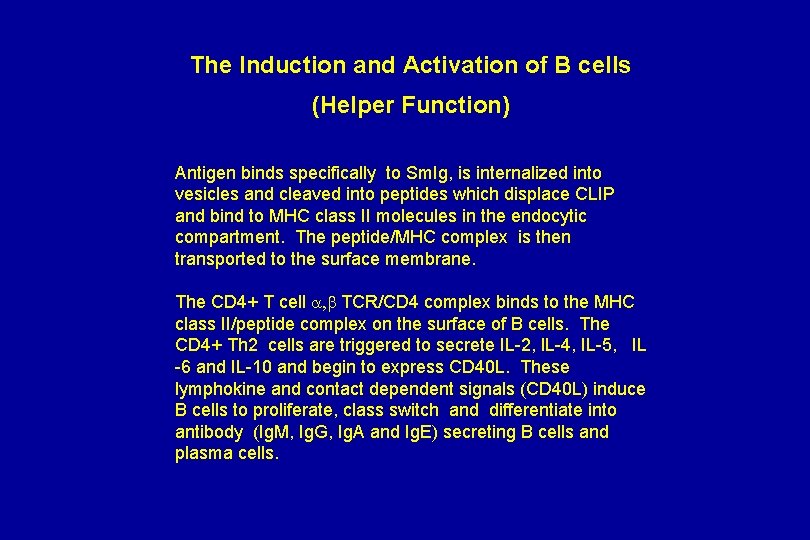 The Induction and Activation of B cells (Helper Function) Antigen binds specifically to Sm.