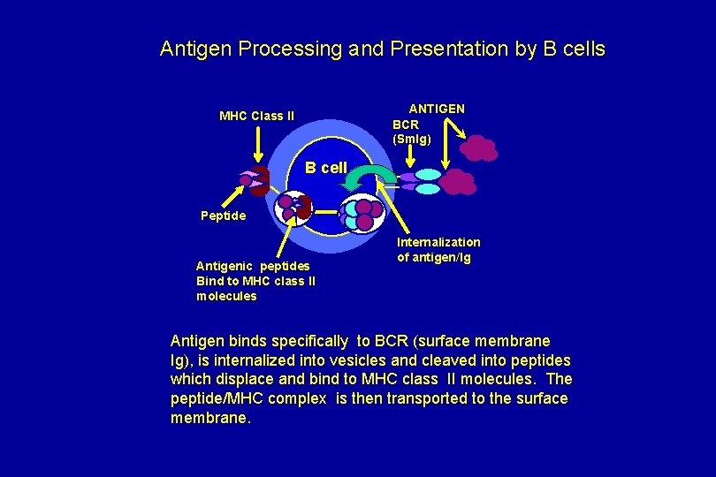 Antigen Processing and Presentation by B cells ANTIGEN BCR (Sm. Ig) MHC Class ll
