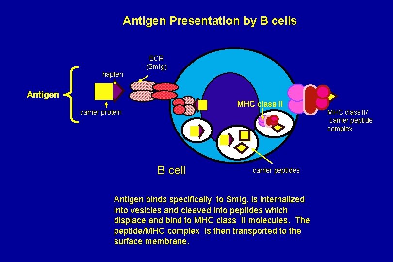 Antigen Presentation by B cells BCR (Sm. Ig) hapten Antigen MHC class II carrier