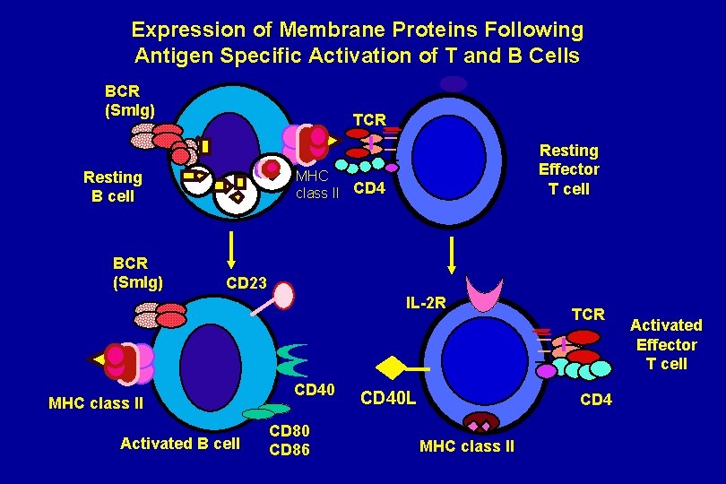 Expression of Membrane Proteins Following Antigen Specific Activation of T and B Cells BCR