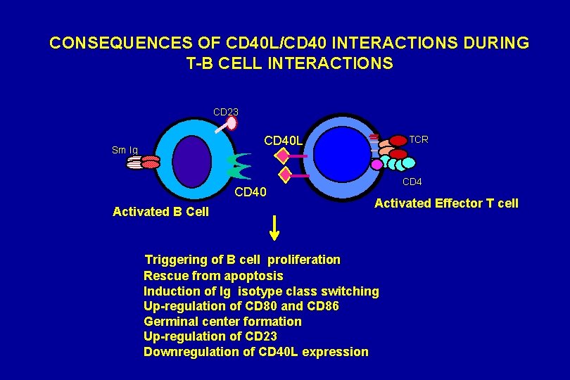 CONSEQUENCES OF CD 40 L/CD 40 INTERACTIONS DURING T-B CELL INTERACTIONS CD 23 CD