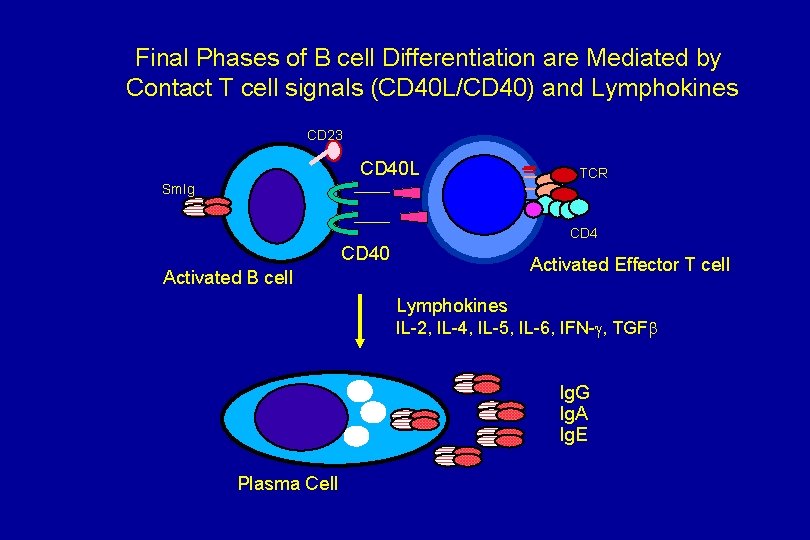 Final Phases of B cell Differentiation are Mediated by Contact T cell signals (CD