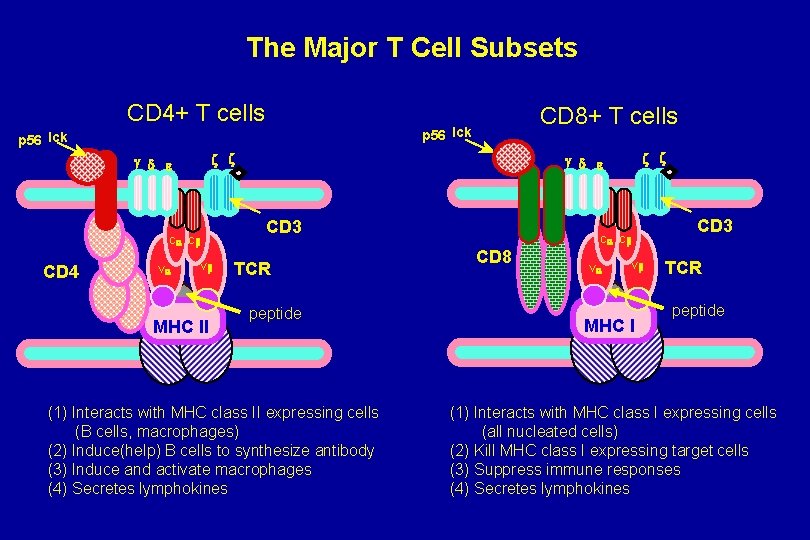 The Major T Cell Subsets CD 4+ T cells p 56 lck z z