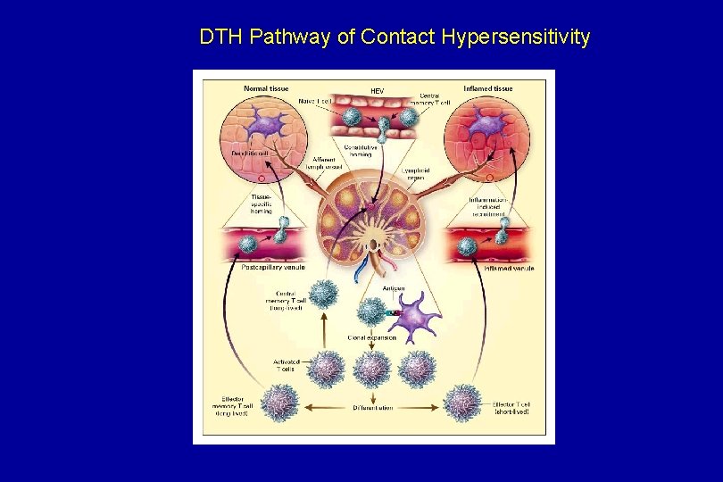 DTH Pathway of Contact Hypersensitivity 