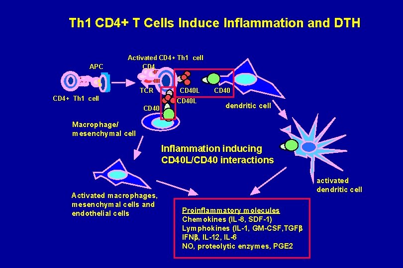 Th 1 CD 4+ T Cells Induce Inflammation and DTH APC Activated CD 4+