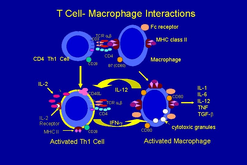 T Cell- Macrophage Interactions Fc receptor TCR a, b MHC class II CD 3