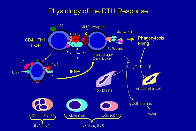 Physiology of the DTH Response CD 2 MHC II/peptide Antigen/Ig. G TCR a, b
