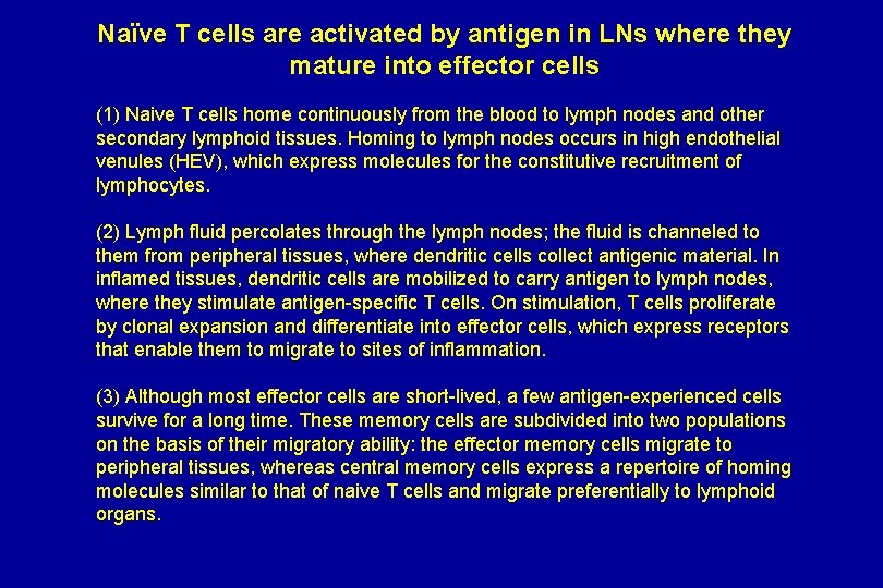 Naïve T cells are activated by antigen in LNs where they mature into effector
