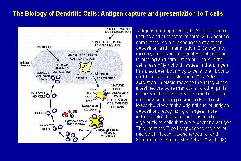 The Biology of Dendritic Cells: Antigen capture and presentation to T cells Antigens are