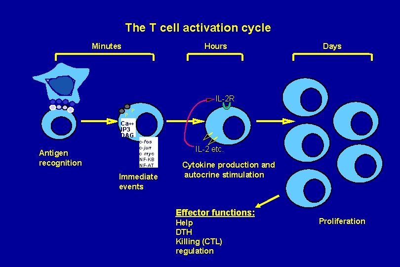 The T cell activation cycle Minutes Hours Days IL-2 R P P Ca++ IP