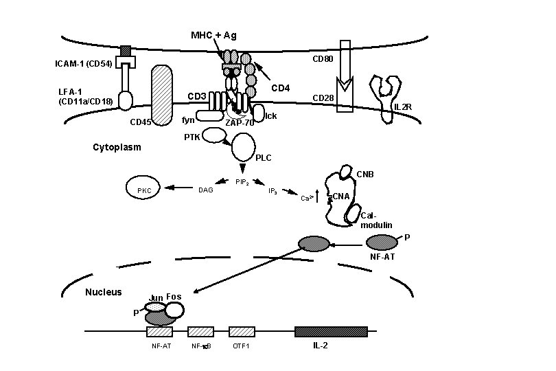 MHC + Ag CD 80 ICAM-1 (CD 54) LFA-1 (CD 11 a/CD 18) CD