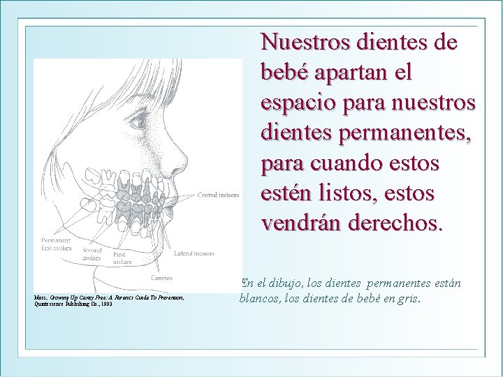 Nuestros dientes de bebé apartan el espacio para nuestros dientes permanentes, para cuando estos