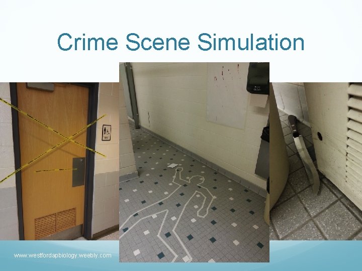 Crime Scene Simulation www. westfordapbiology. weebly. com jkravitz@westfordk 12. us 