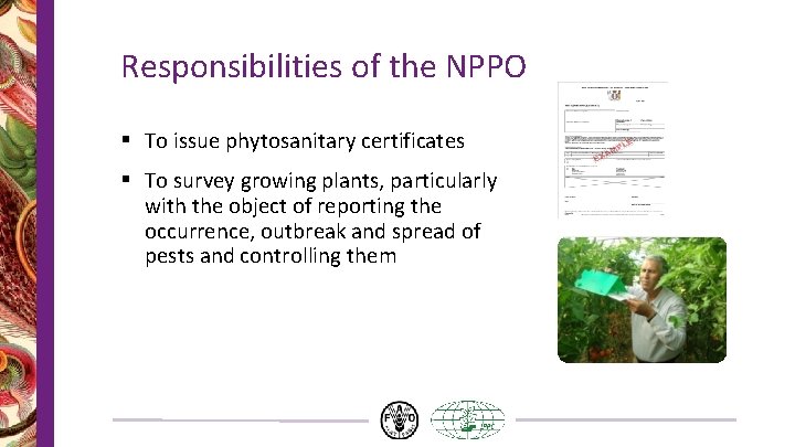 Responsibilities of the NPPO § To issue phytosanitary certificates § To survey growing plants,
