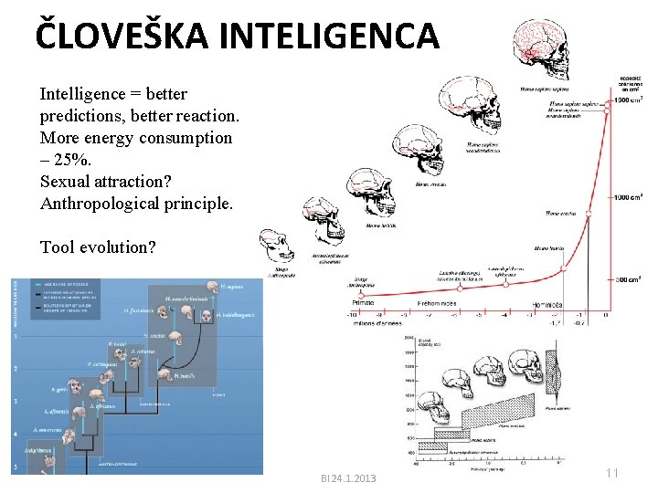 ČLOVEŠKA INTELIGENCA Intelligence = better predictions, better reaction. More energy consumption – 25%. Sexual