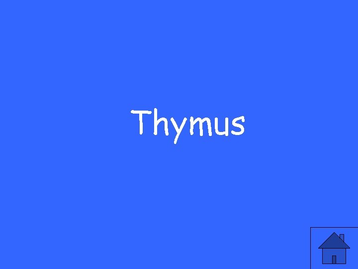 Thymus 