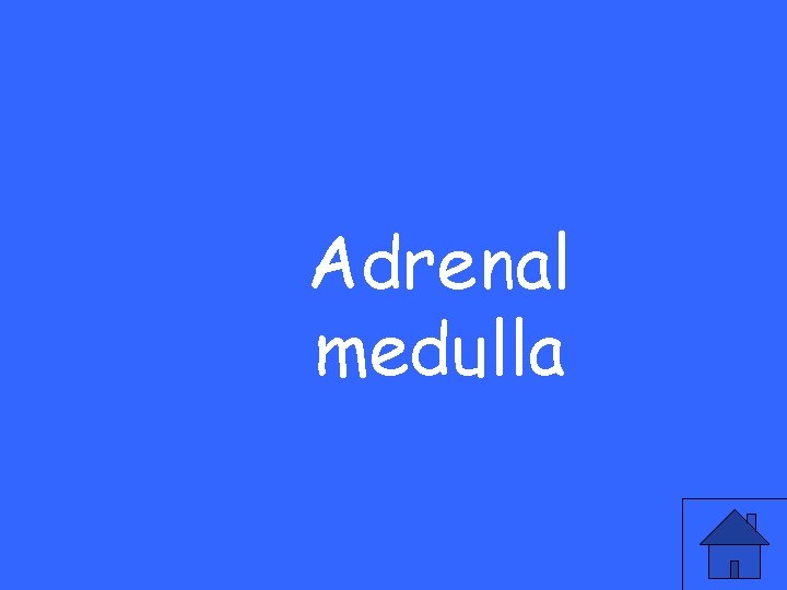 Adrenal medulla 