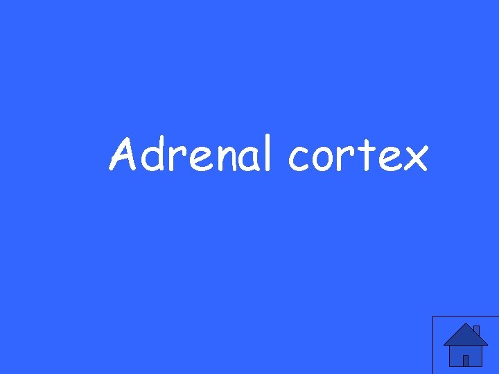 Adrenal cortex 