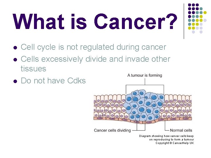 What is Cancer? l l l Cell cycle is not regulated during cancer Cells
