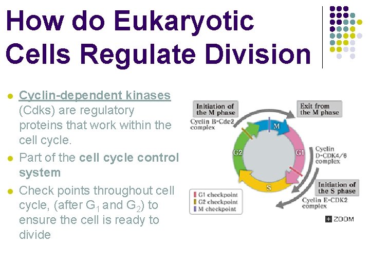 How do Eukaryotic Cells Regulate Division l l l Cyclin-dependent kinases (Cdks) are regulatory