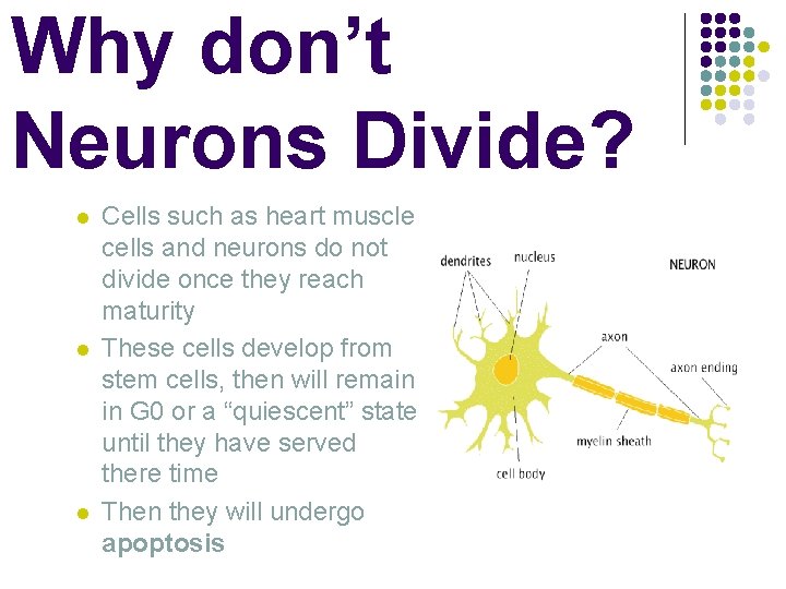Why don’t Neurons Divide? l l l Cells such as heart muscle cells and