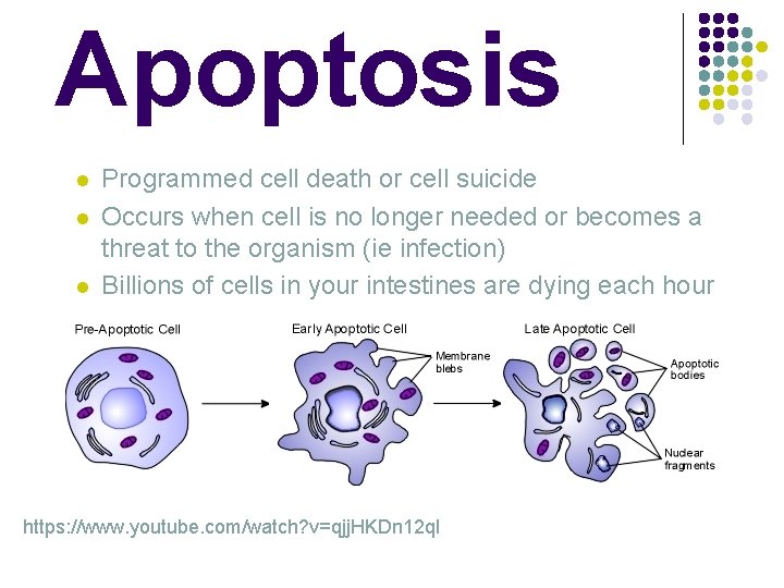 Apoptosis l l l Programmed cell death or cell suicide Occurs when cell is