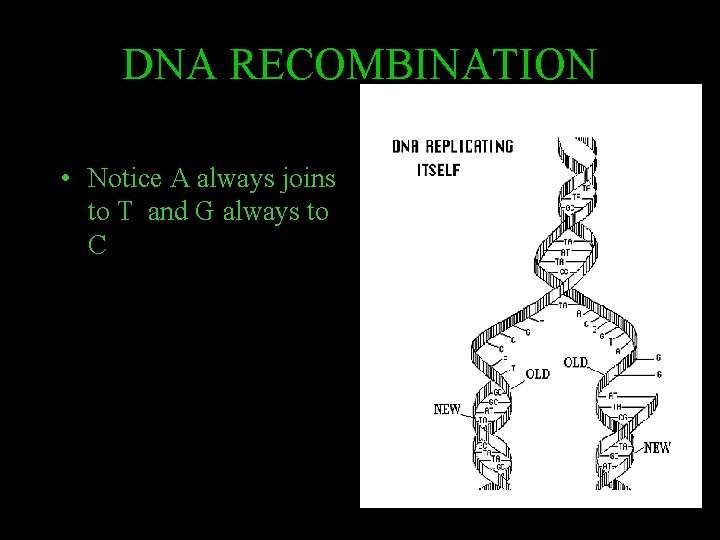 DNA RECOMBINATION • Notice A always joins to T and G always to C