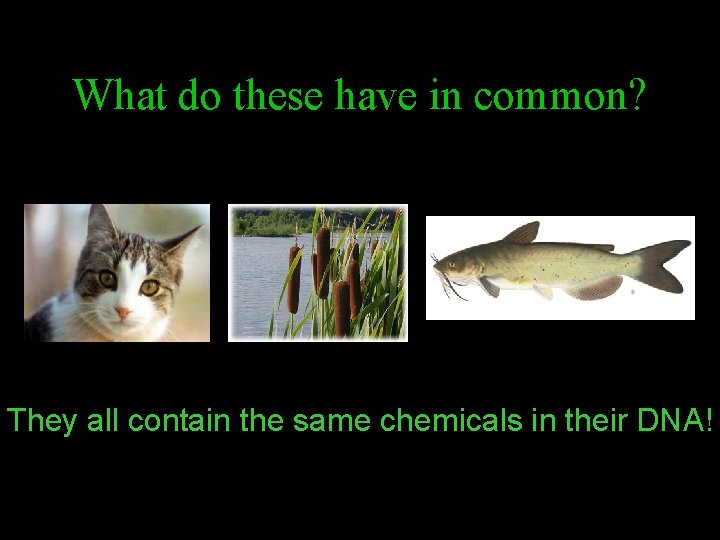 What do these have in common? They all contain the same chemicals in their