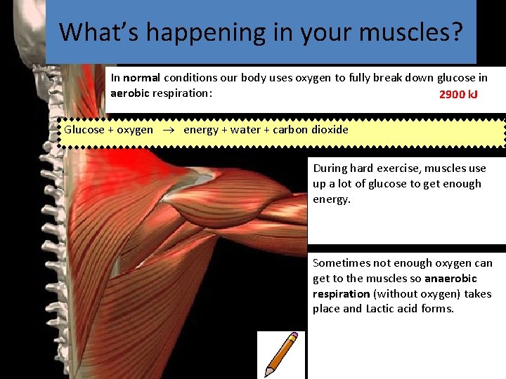 What’s happening in your muscles? In normal conditions our body uses oxygen to fully